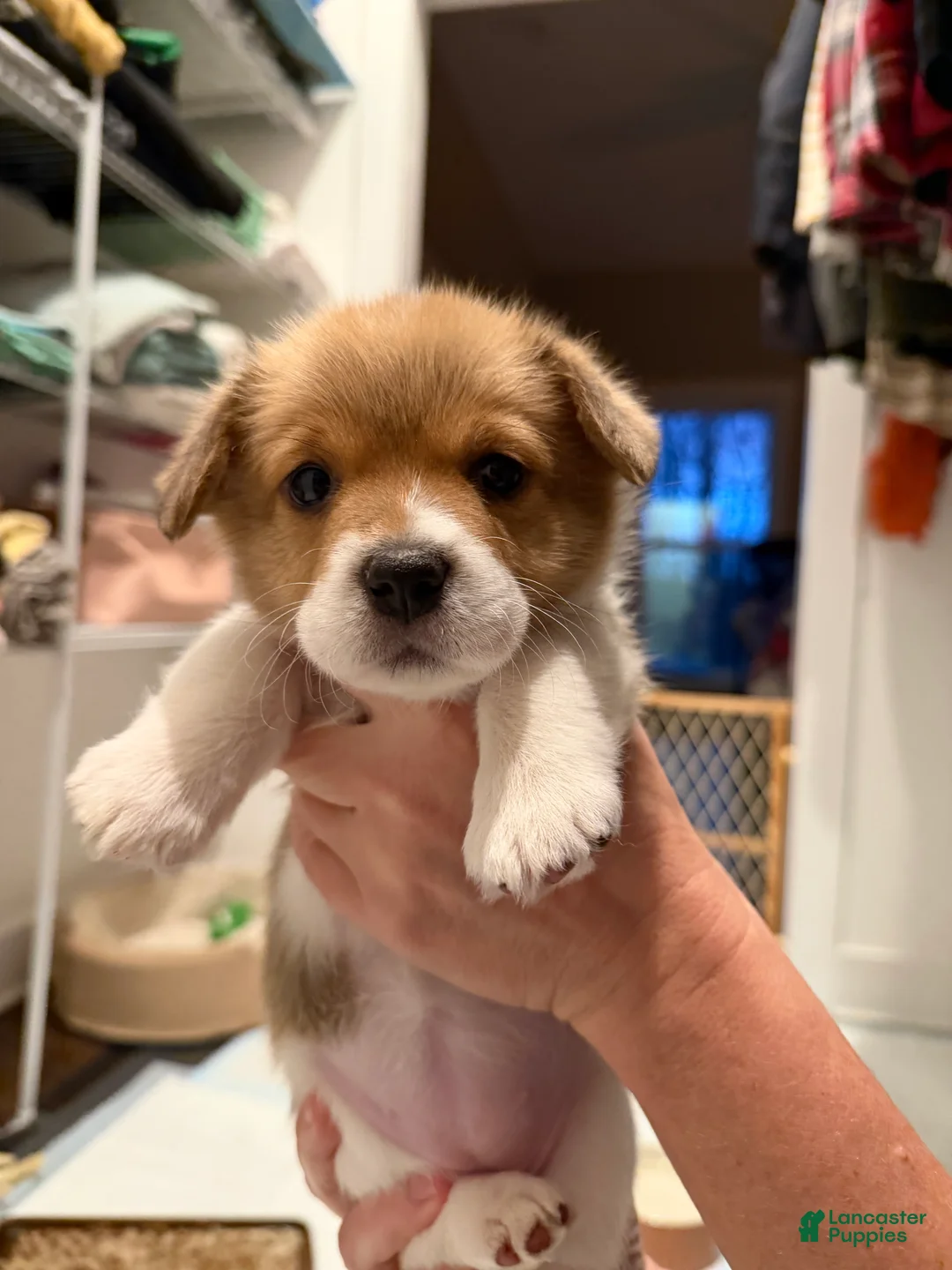 Welsh Corgi Pembroke dogs for sale: Ariel - green - Ad 2