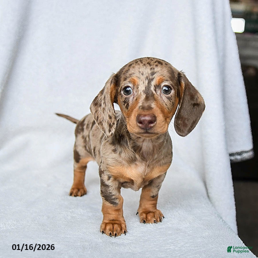 Miniature Dachshund dogs for sale: Willow - Ad 1