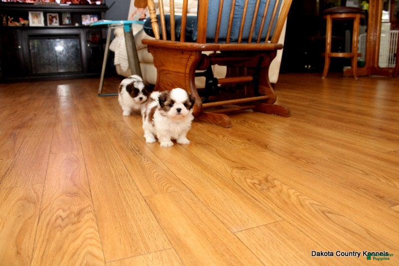 Malshi dogs Shanny - Ad 2