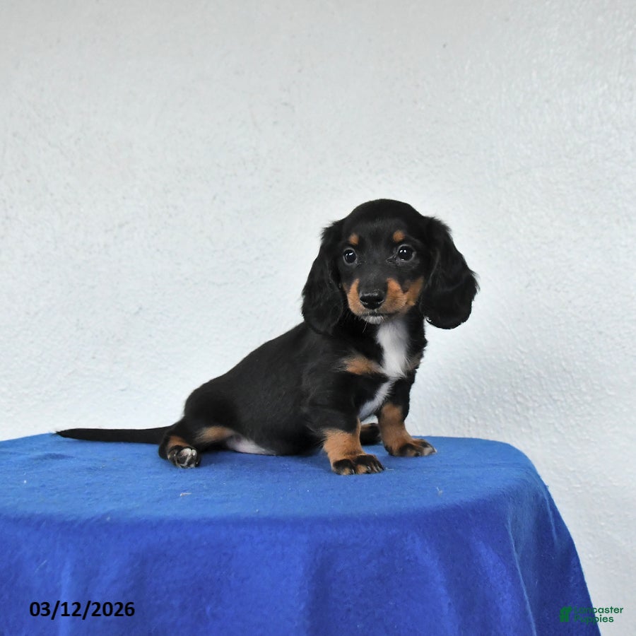 Miniature Dachshund dogs Molly - Ad 2
