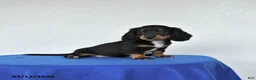 Miniature Dachshund dogs for sale: Molly - Ad 2