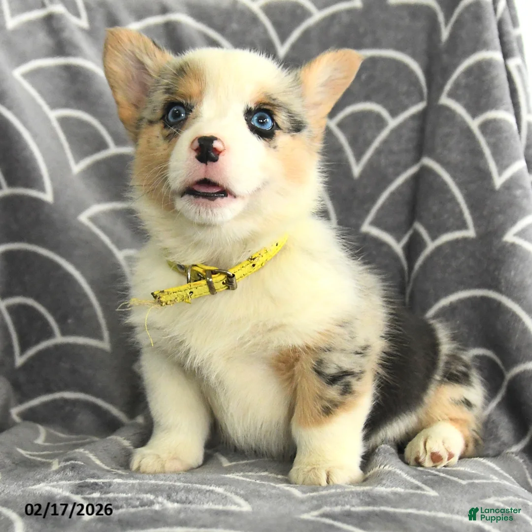 Welsh Corgi Pembroke dogs for sale: Katherina - Ad 2