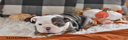 Olde English Bulldogge dogs for sale: Sadie - Ad 10