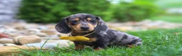 Miniature Dachshund dogs for sale: Blake - Ad 4