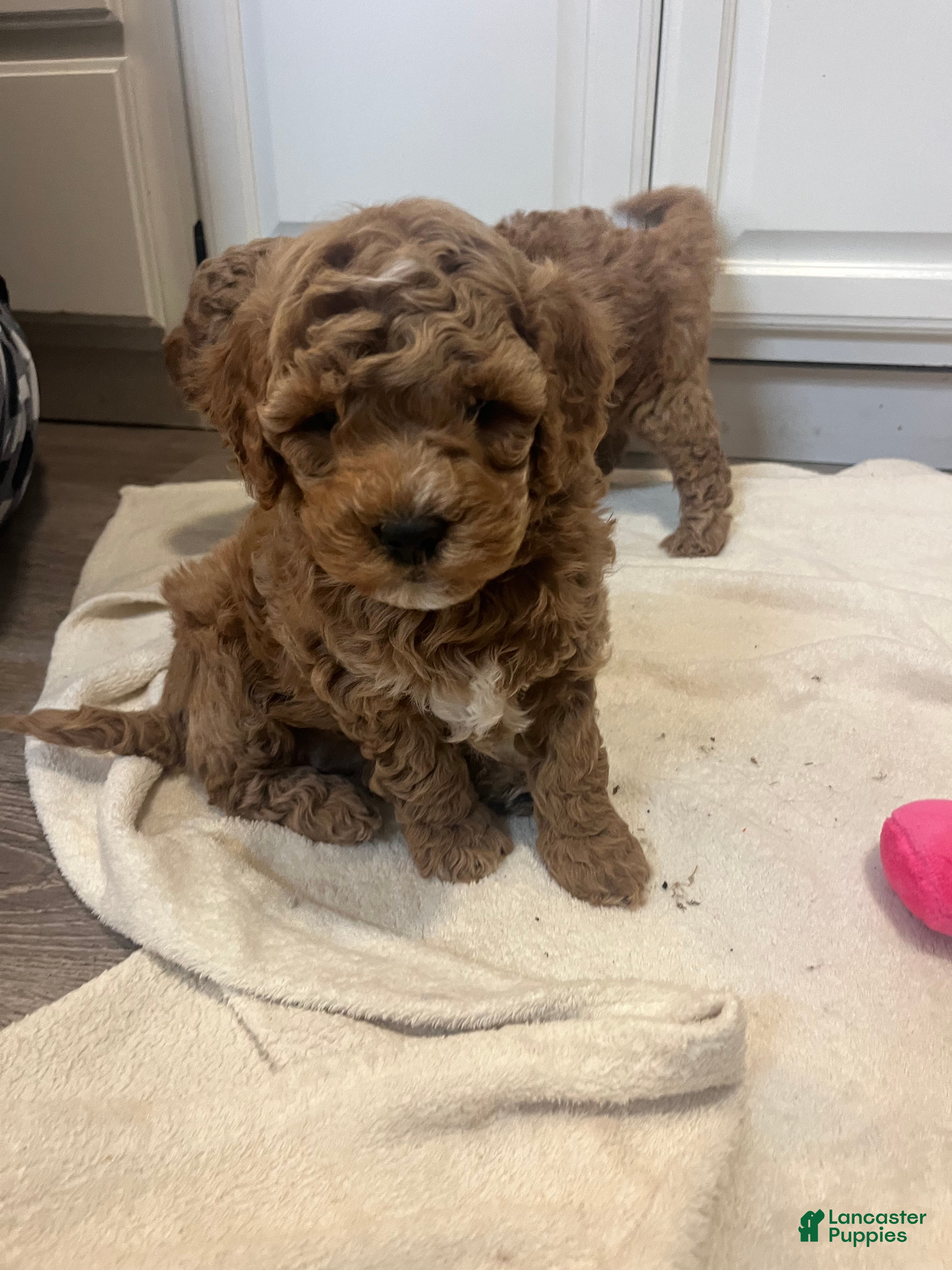 Mini Goldendoodle dogs Marlee - Ad 16