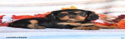 Cavalier King Charles Spaniel dogs for sale: Lala - Ad 4