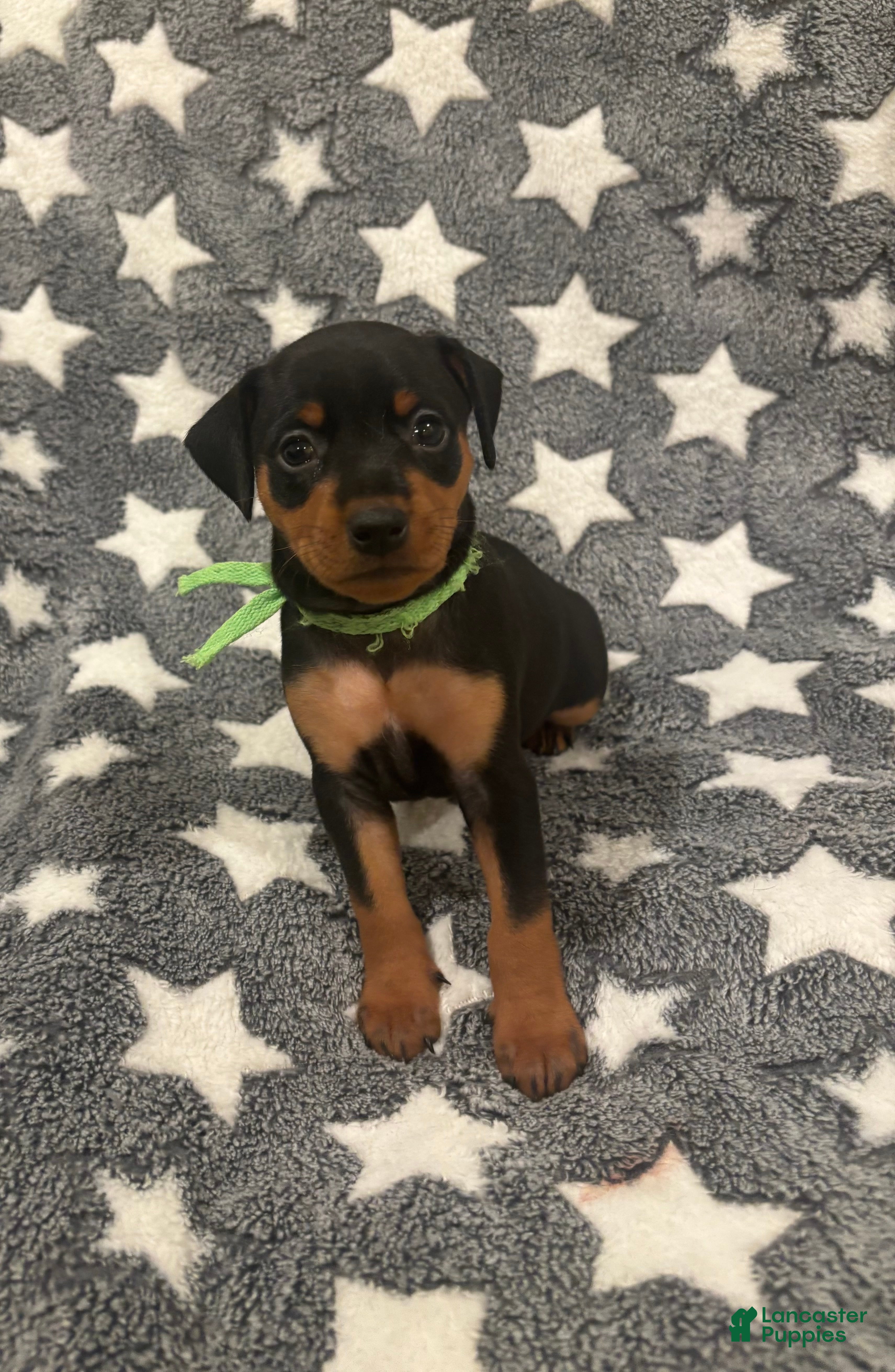 Miniature Pinscher dogs for sale: Reese - Ad 40