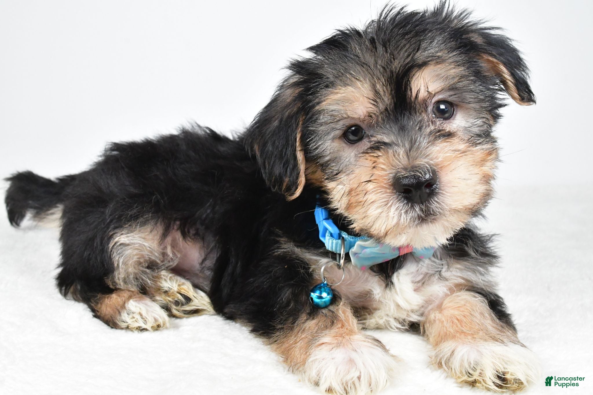 Morkie dogs Jet - Ad 1