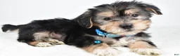 Morkie dogs for sale: Jet - Ad 1
