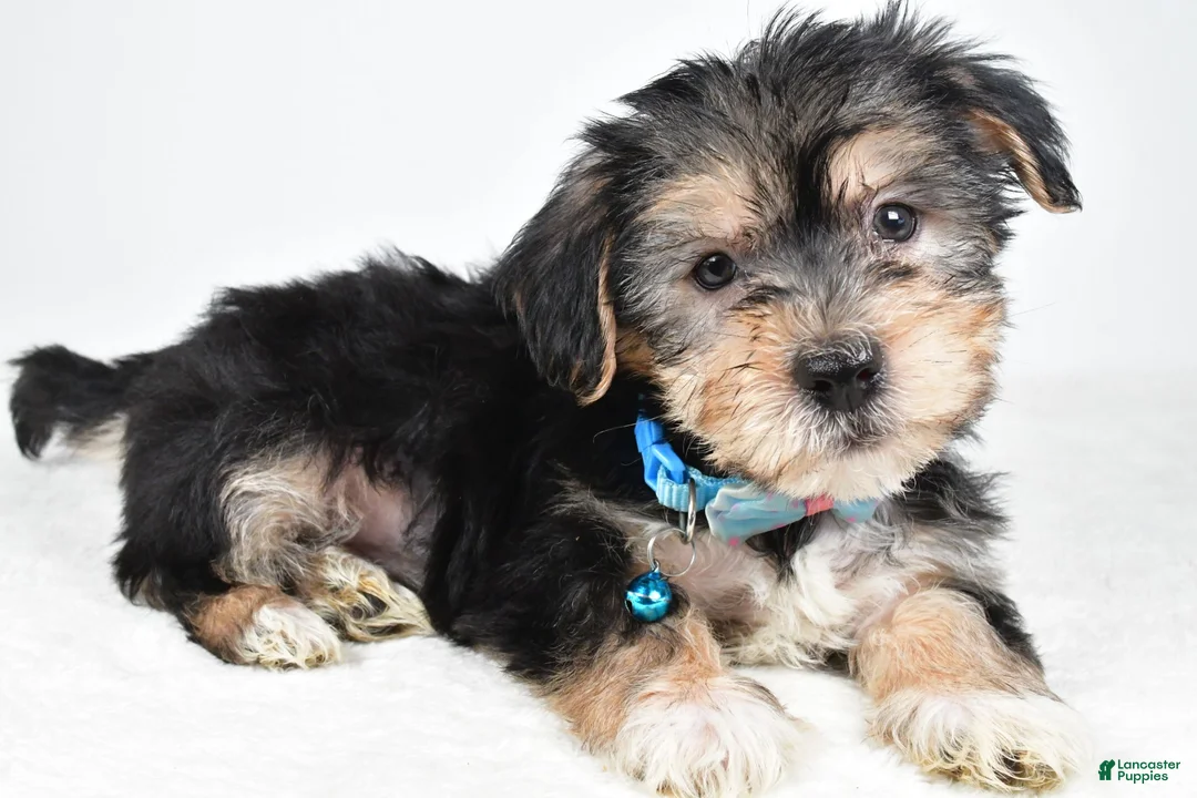 Morkie dogs for sale: Jet - Ad 1