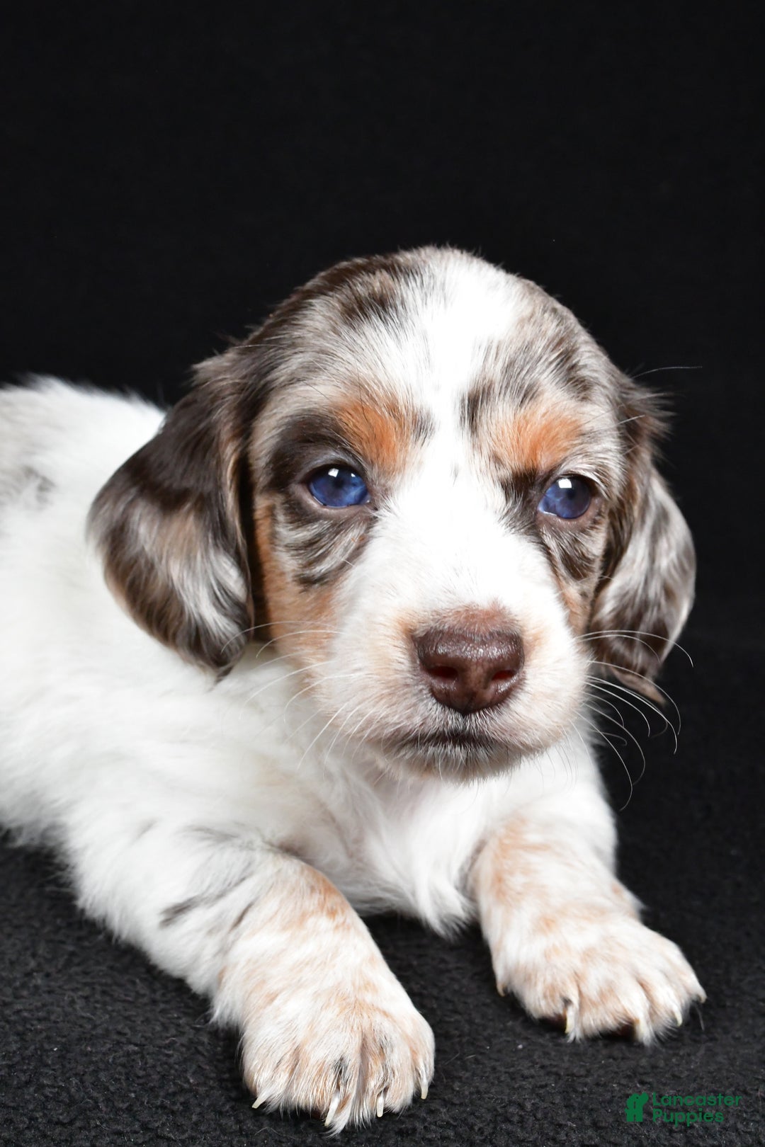 Miniature Dachshund dogs for sale: Chase  - Ad 8