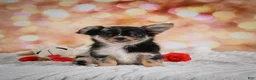 Chihuahua dogs for sale: Bridget - Ad 6