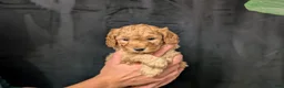 Cavapoo dogs for sale: Tundra - Ad 5