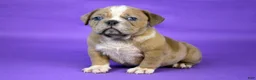 American Bully dogs for sale: Fawn Merle Female - Ad 6