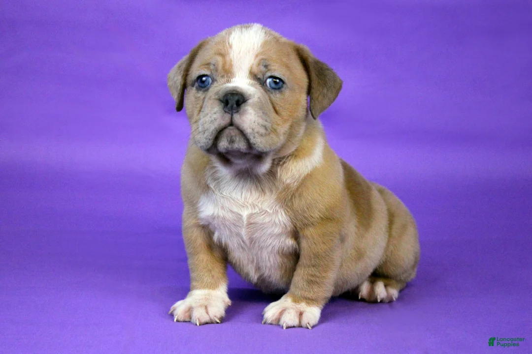 American Bully dogs for sale: Fawn Merle Female - Ad 6