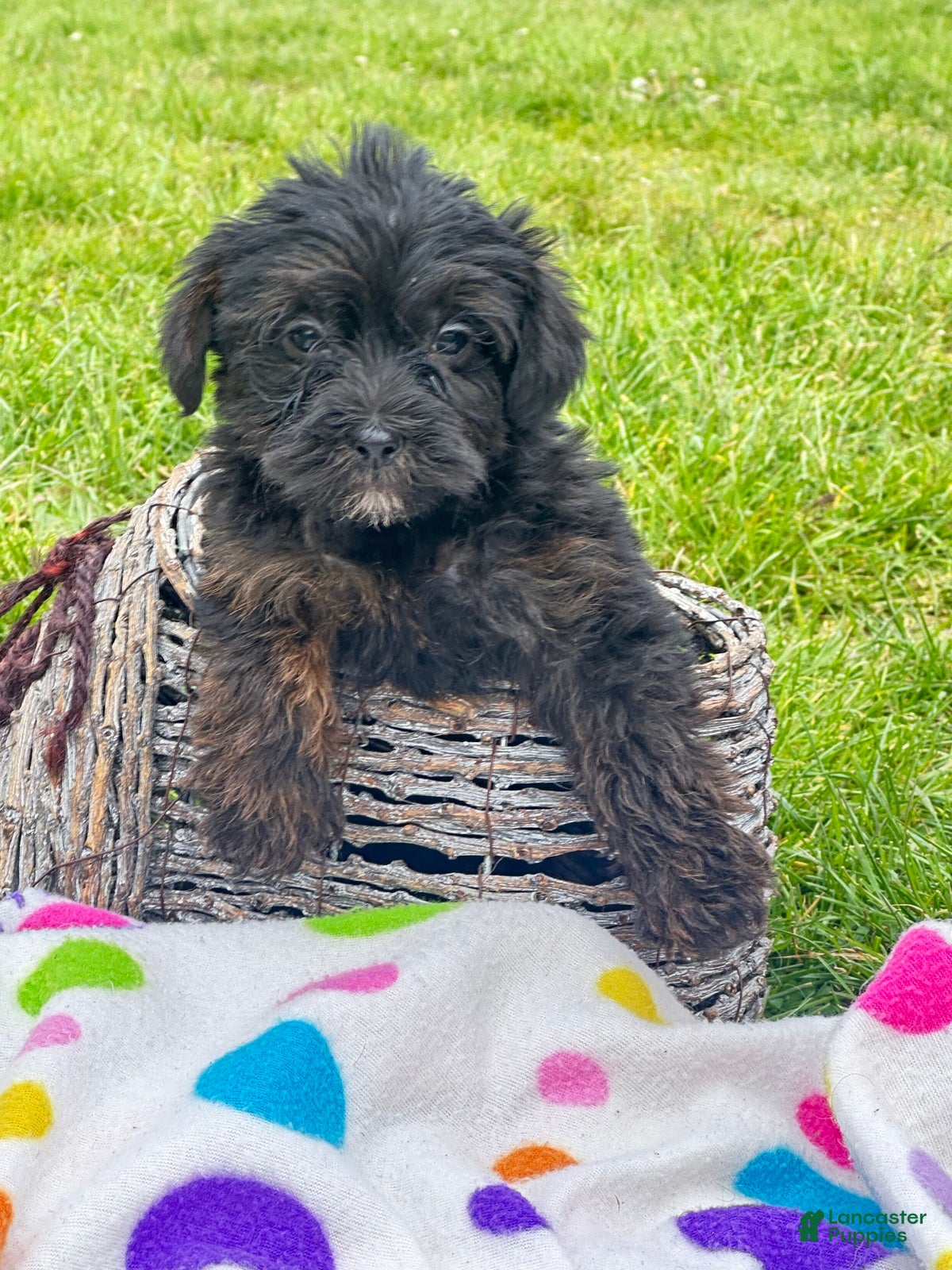 Yorkiepoo dogs Yorkiepoo Pepper - Ad 24