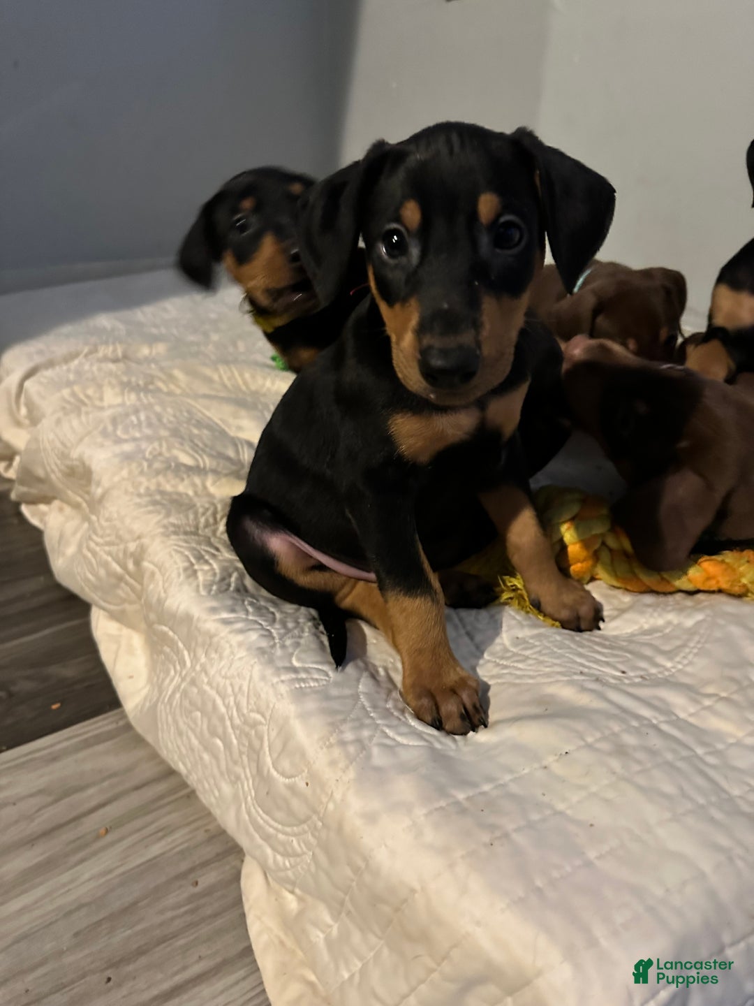 Doberman Pinscher dogs for sale: Doberman Pinscher Puppy 3 - Ad 3