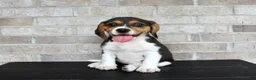 Beagle dogs for sale: Blossom  - Ad 4