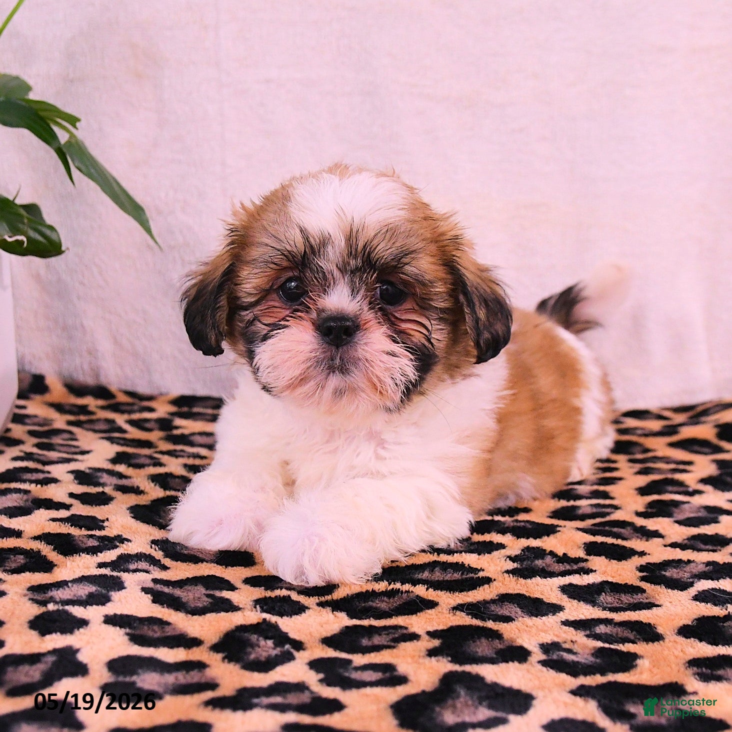 Shih Tzu dogs Jerry - Ad 1