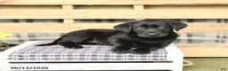 Labrador Retriever dogs for sale: Jasmine - Ad 3