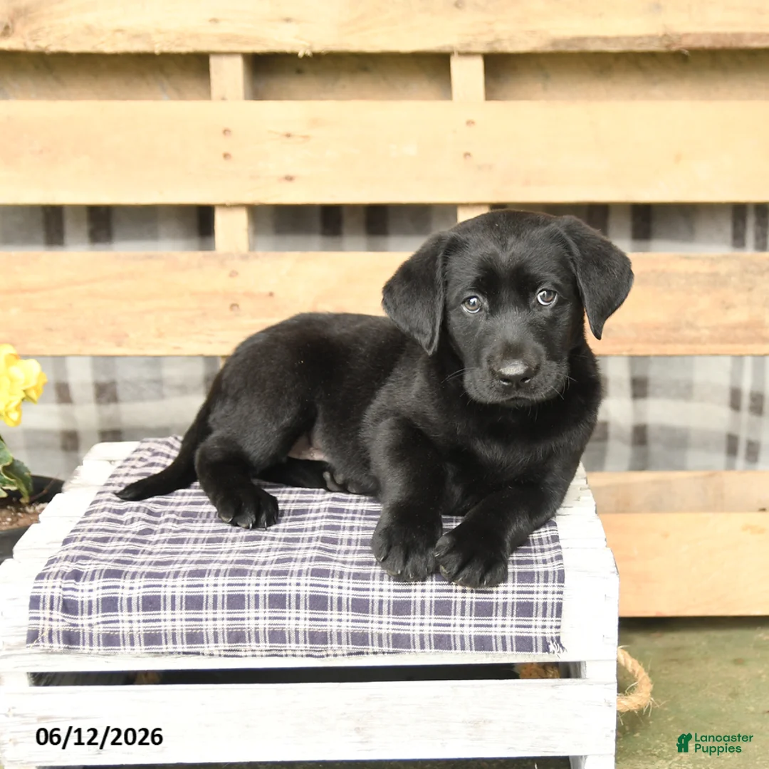 Labrador Retriever dogs for sale: Jasmine - Ad 3