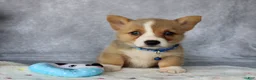 Welsh Corgi Pembroke dogs for sale: Lily - Ad 3