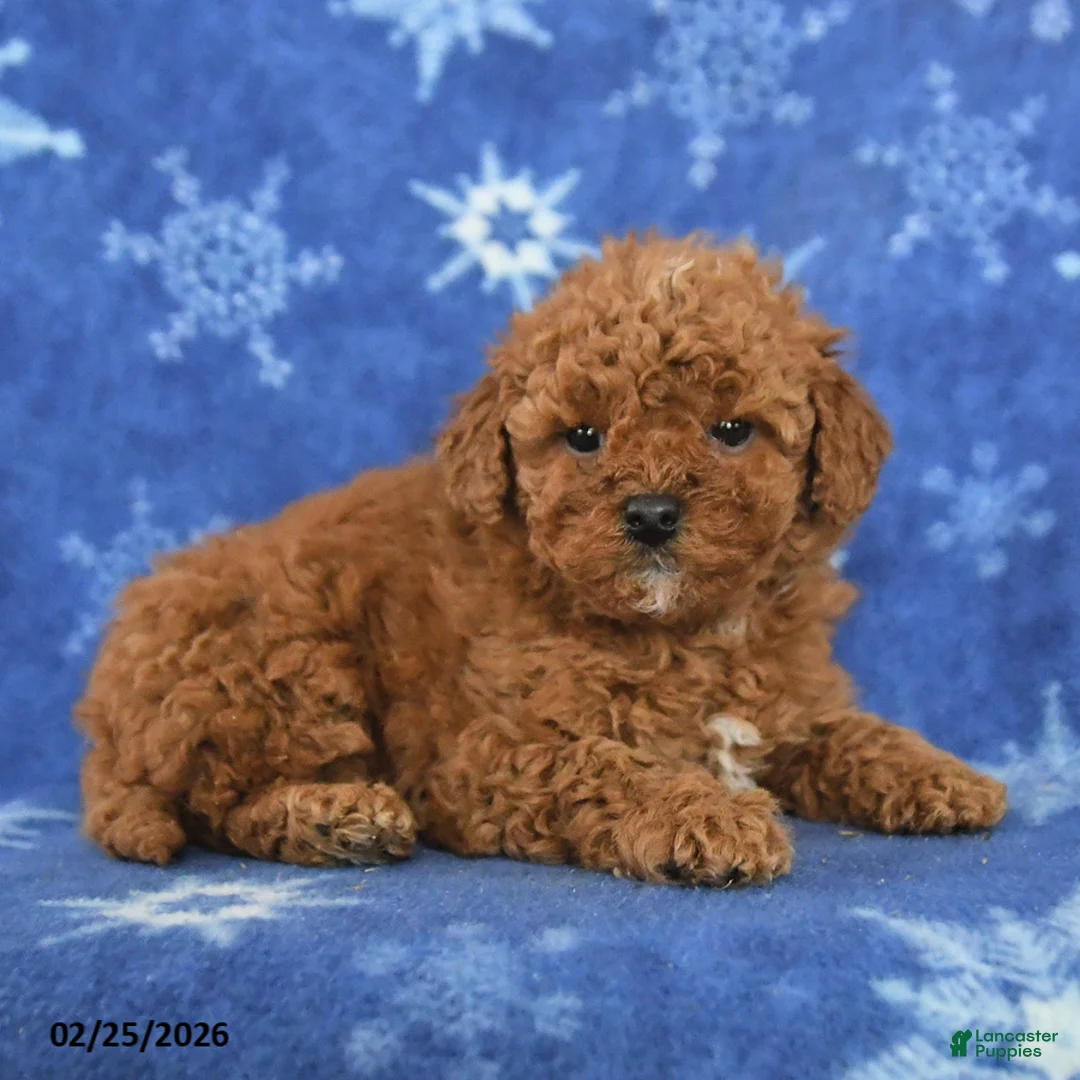 Miniature Poodle dogs for sale: Ferris - Ad 3