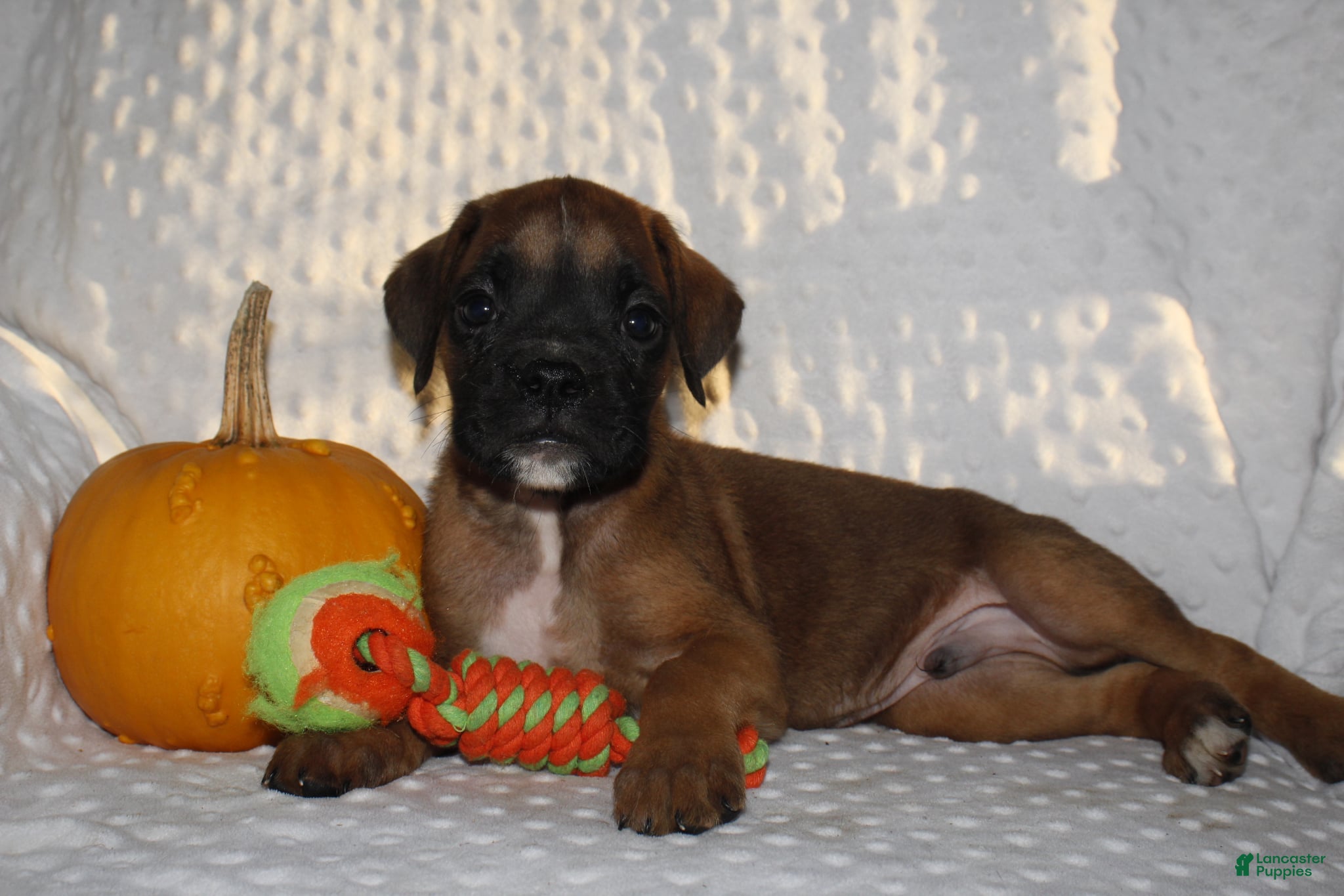 Boxer dogs Dell - Ad 34