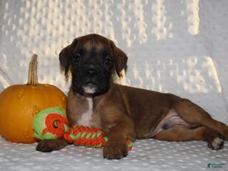 Boxer dogs Dell - Ad 31