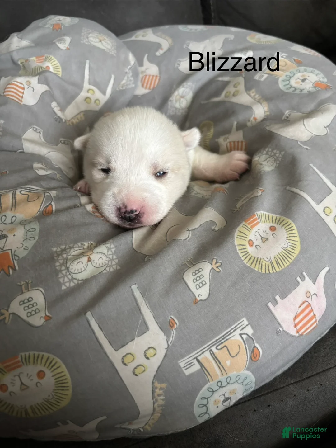 Pomsky dogs for sale: Blizzard  - Ad 1