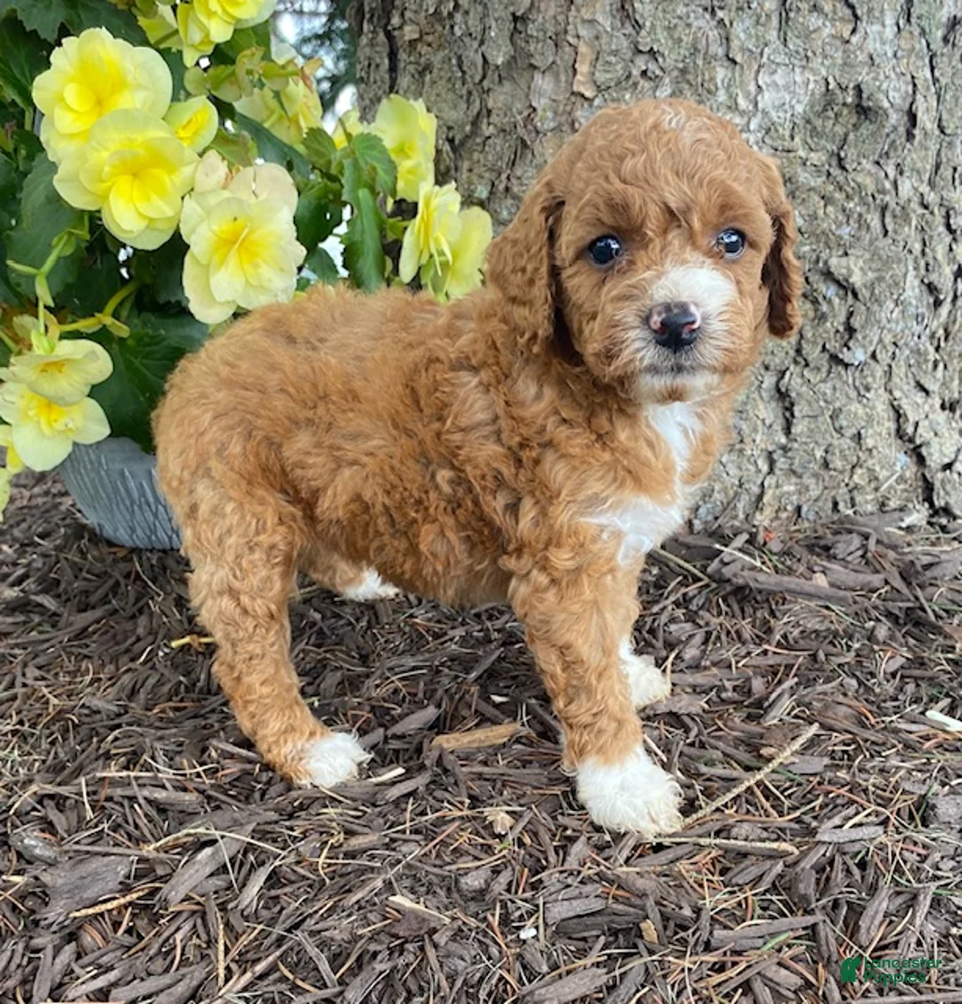 Mini Goldendoodle dogs for sale: Ember- mini/ petite - Ad 2