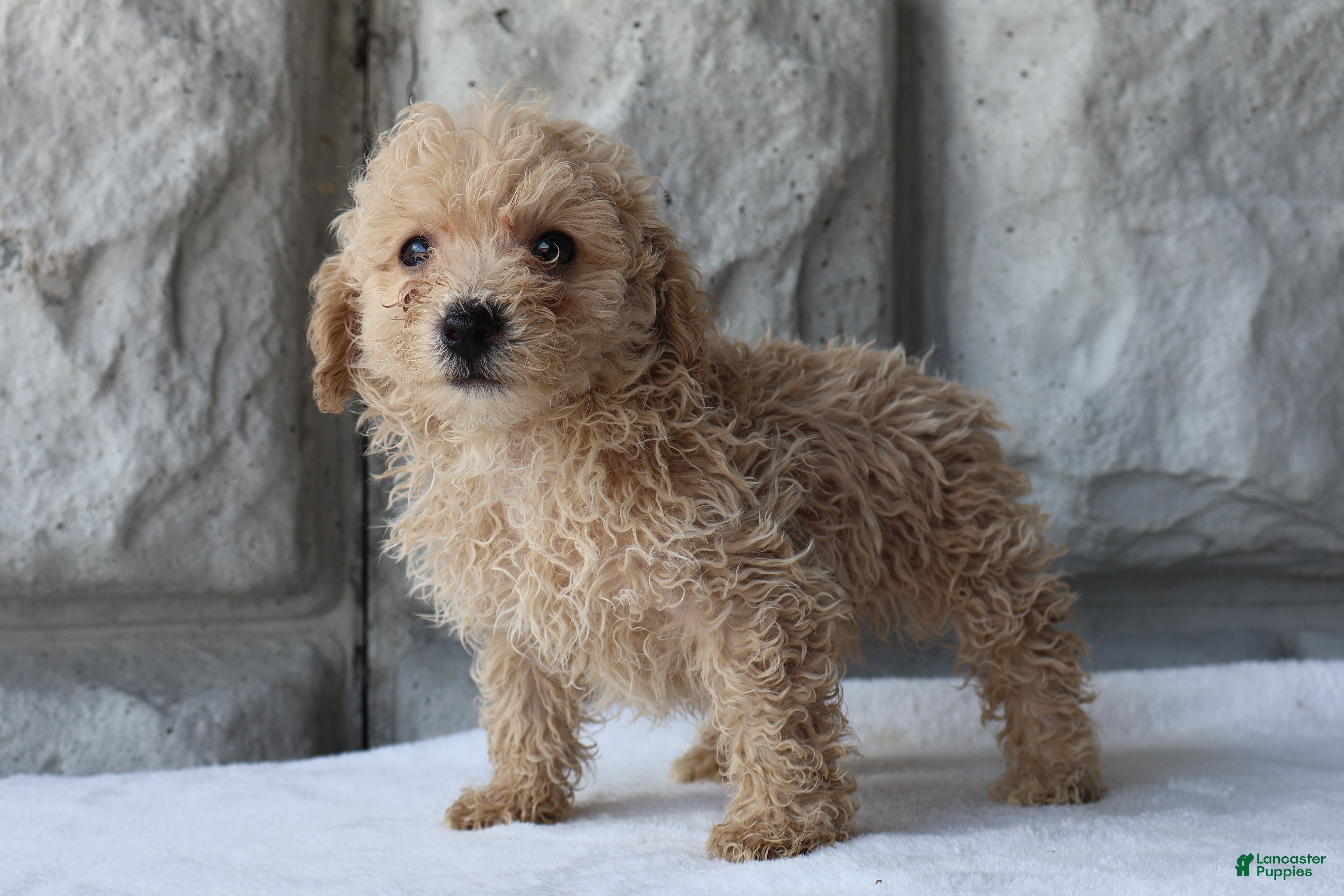 Bichpoo dogs Boomer - Ad 1