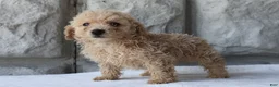 Bichpoo dogs for sale: Boomer - Ad 1
