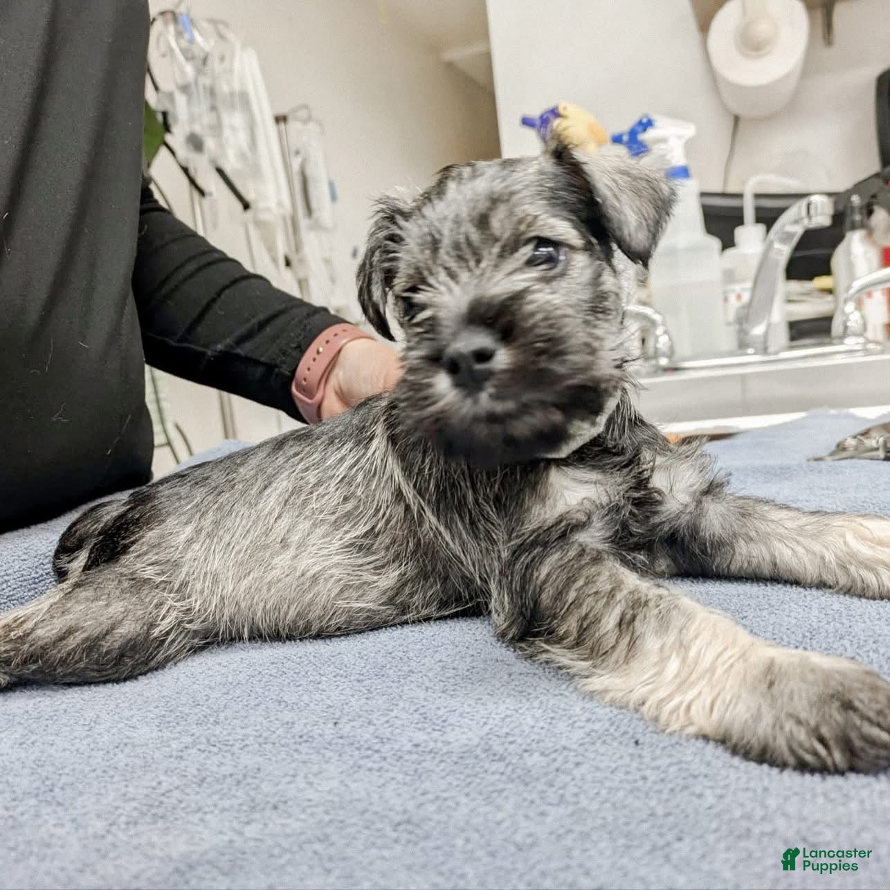 Miniature Schnauzer dogs for sale: "Roo" - Ad 2