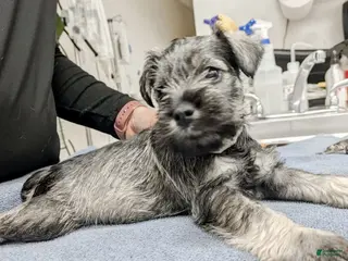 Miniature Schnauzer dogs for sale: "Roo" - Ad 2