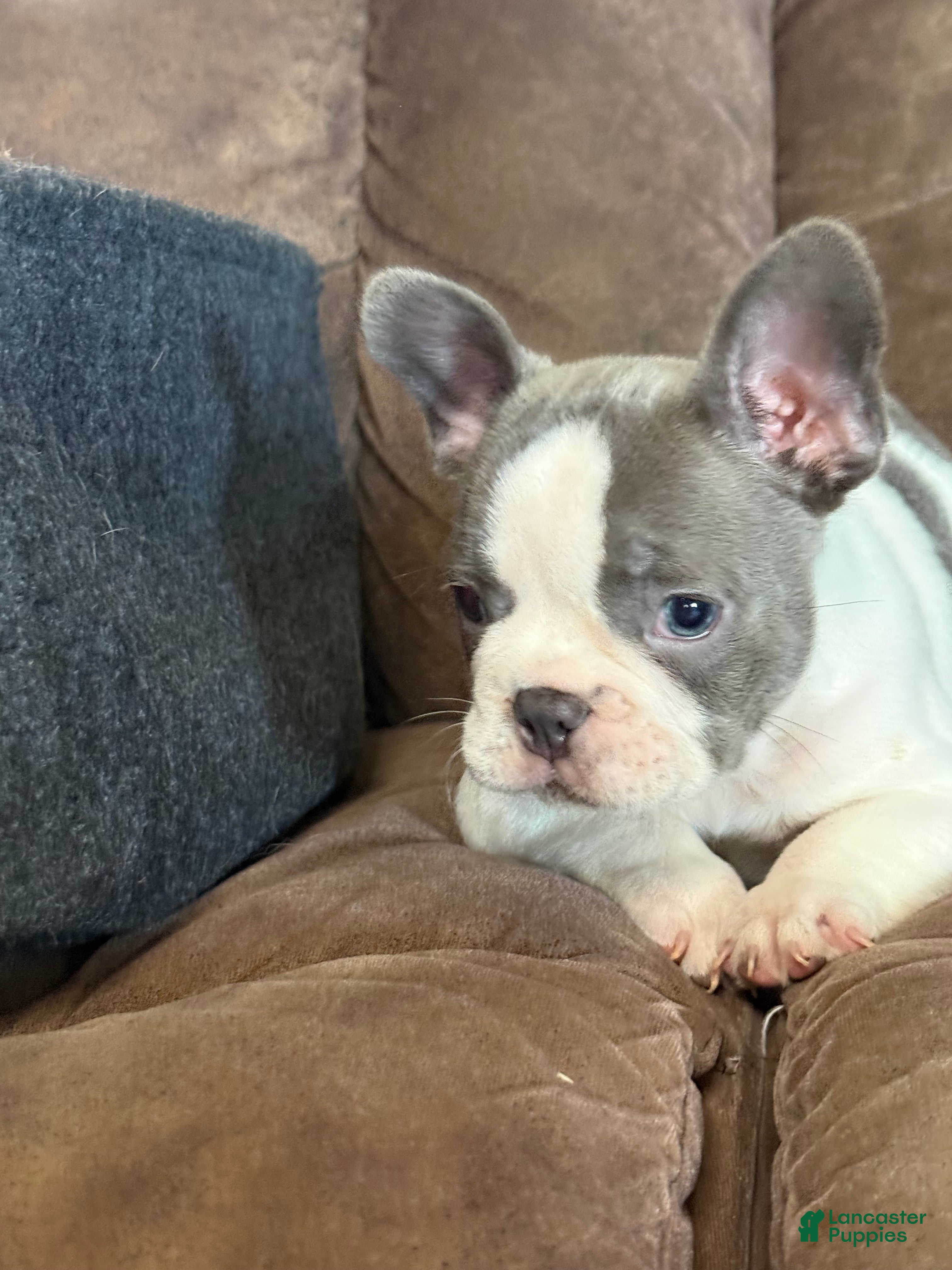 French Bulldog dogs Sammy - Ad 2