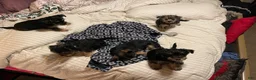 Mixed Breed dogs for sale: Bentley  - Ad 6