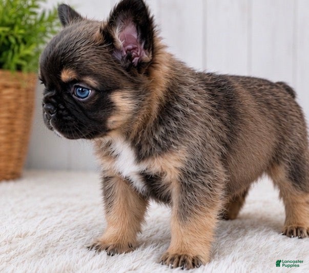 French Bulldog dogs for sale: French Bulldog Puppy 2 - Ad 1