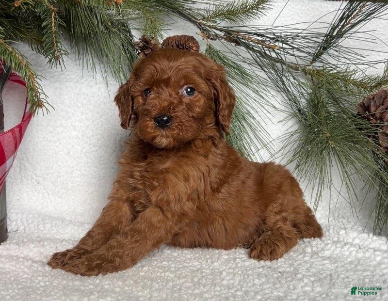 Mini Goldendoodle dogs Bobby - Ad 39