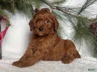 Mini Goldendoodle dogs Bobby - Ad 13