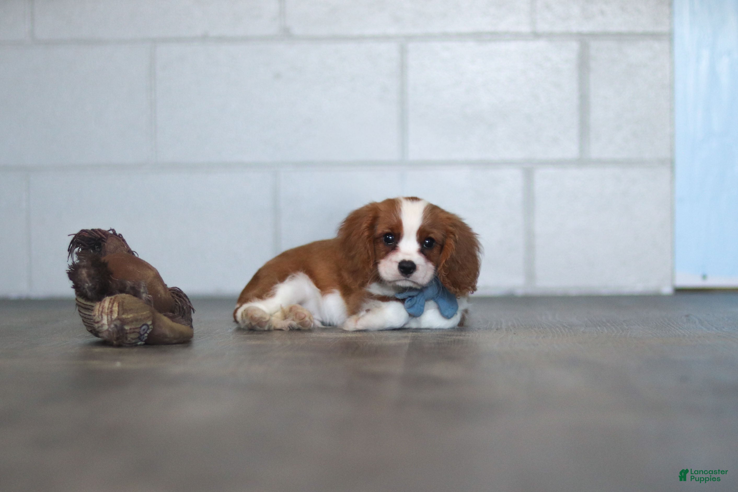 Cavalier King Charles Spaniel dogs Nemo - Ad 2