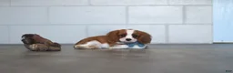 Cavalier King Charles Spaniel dogs for sale: Nemo - Ad 2