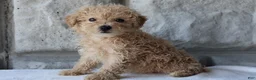 Bichpoo dogs for sale: Bess - Ad 1