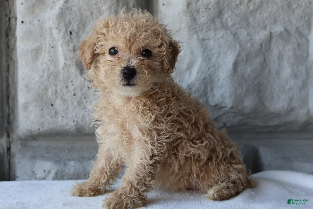 Bichpoo dogs for sale: Bess - Ad 1