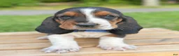 Basset Hound dogs for sale: Oscar - Ad 13