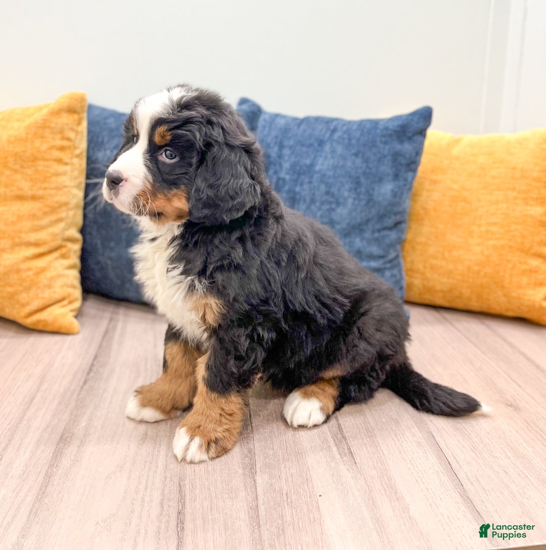 Bernese Mountain Dog dogs for sale: Lilly - Ad 4
