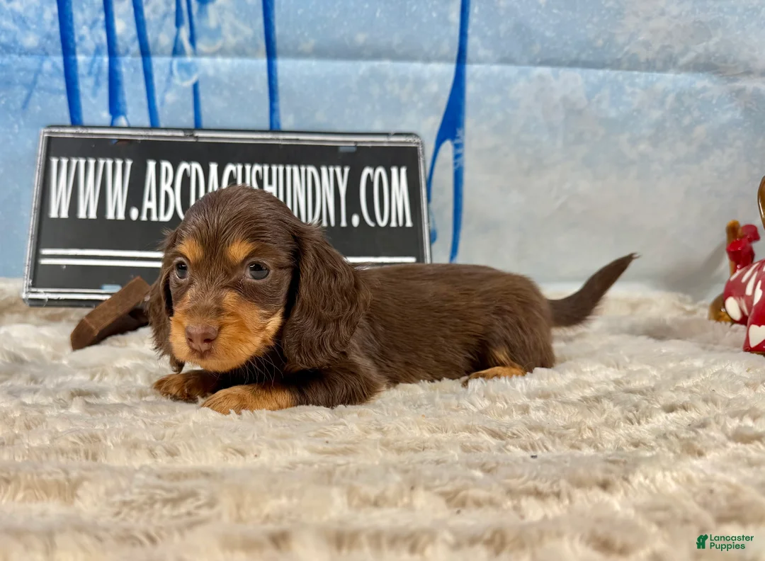 Dachshund dogs for sale: Uno chocolate import - Ad 3