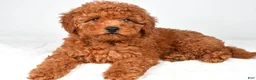 Miniature Poodle dogs for sale: Mia - Ad 3