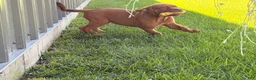 Dogue De Bordeaux dogs for sale: Becky - Ad 4