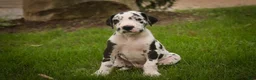 Great Dane dogs for sale: Bryce Great Dane  - Ad 5